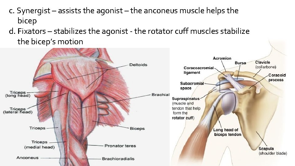 c. Synergist – assists the agonist – the anconeus muscle helps the bicep d.