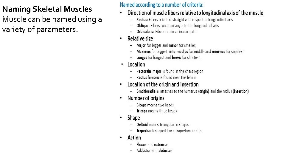 Naming Skeletal Muscles Muscle can be named using a variety of parameters. 