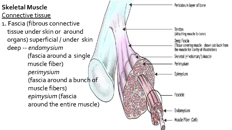 Skeletal Muscle Connective tissue 1. Fascia (fibrous connective tissue under skin or around organs)