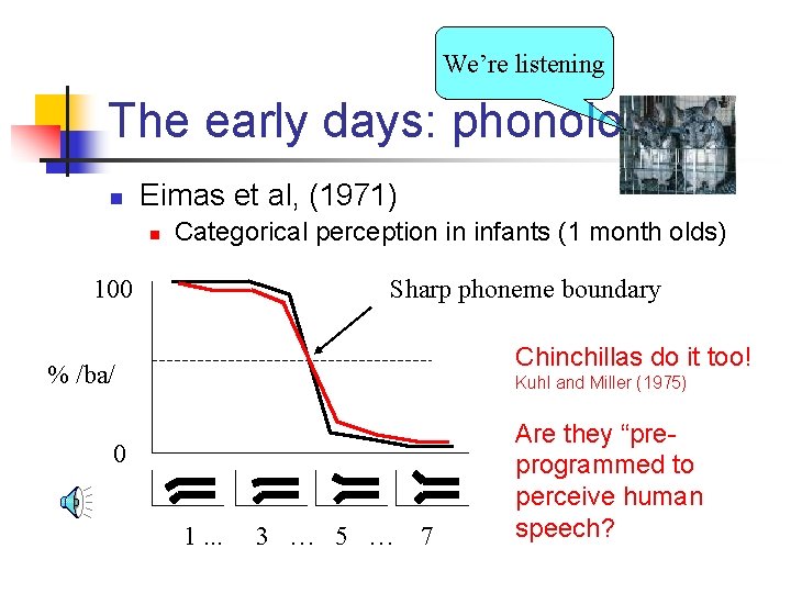 We’re listening The early days: phonology n Eimas et al, (1971) n Categorical perception