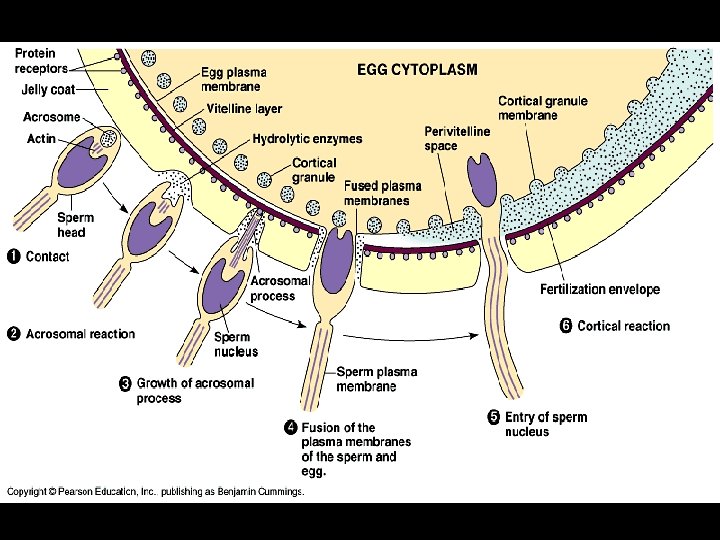 Lecture Date Chapter 47 Animal Development Embryonic ...