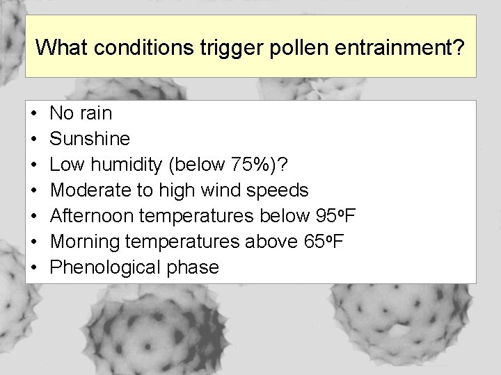 What conditions trigger pollen entrainment? • • No rain Sunshine Low humidity (below 75%)?