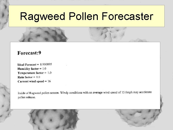 Ragweed Pollen Forecaster 