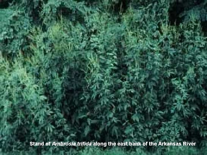 Stand of Ambrosia trifida along the east bank of the Arkansas River 