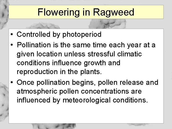 Flowering in Ragweed • Controlled by photoperiod • Pollination is the same time each