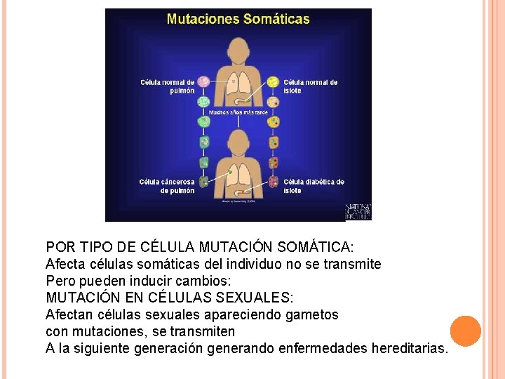 POR TIPO DE CÉLULA MUTACIÓN SOMÁTICA: Afecta células somáticas del individuo no se transmite