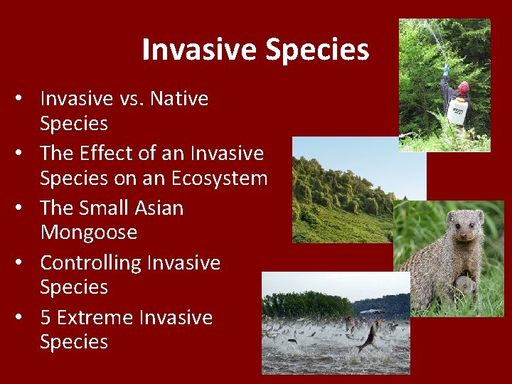 Invasive Species • Invasive vs. Native Species • The Effect of an Invasive Species