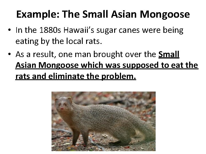 Example: The Small Asian Mongoose • In the 1880 s Hawaii’s sugar canes were