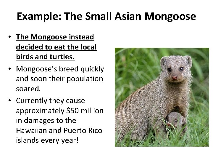 Example: The Small Asian Mongoose • The Mongoose instead decided to eat the local
