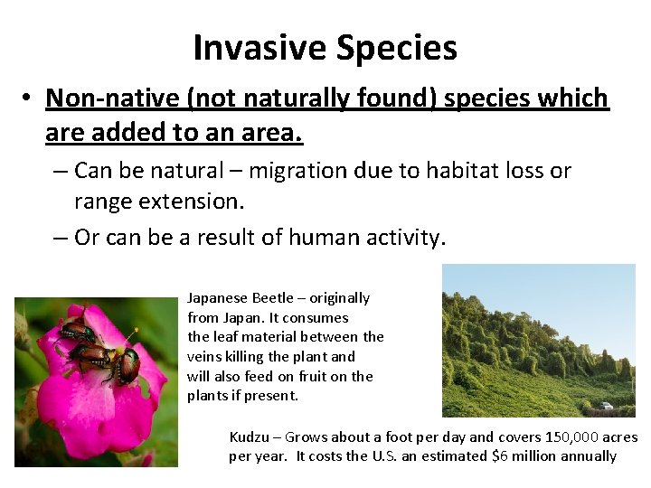 Invasive Species • Non-native (not naturally found) species which are added to an area.