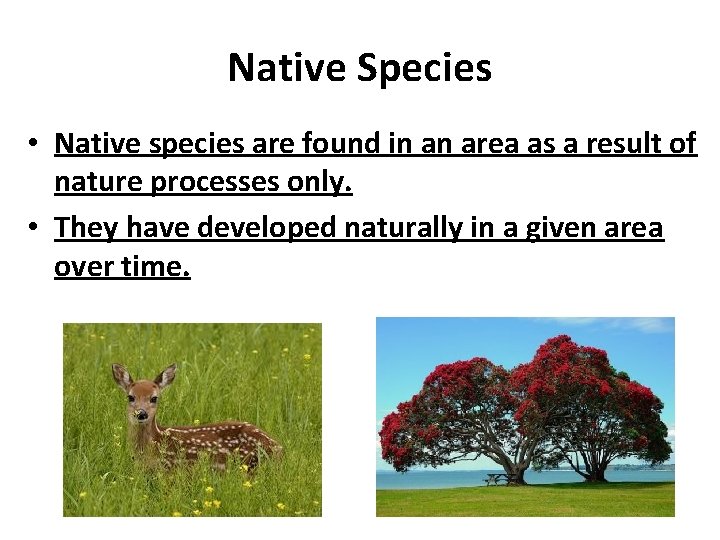 Native Species • Native species are found in an area as a result of