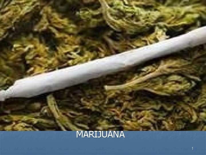 MARIJUANA 1 MARIJUANA 1