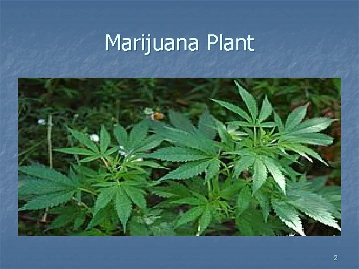 Marijuana Plant 2 Marijuana Plant 2