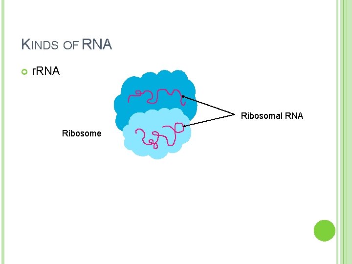 Kinds Of Rna TRANSLATION Using RNA to make Protein WHAT DOES