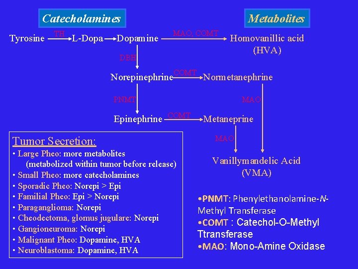 Catecholamines Tyrosine TH L-Dopamine Metabolites MAO, COMT DBH Homovanillic acid (HVA) Norepinephrine. COMT Normetanephrine