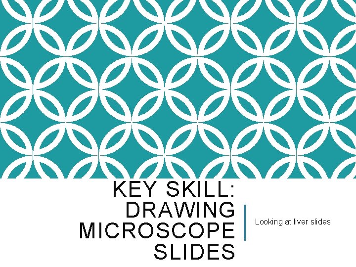 KEY SKILL: DRAWING MICROSCOPE SLIDES Looking at liver slides 