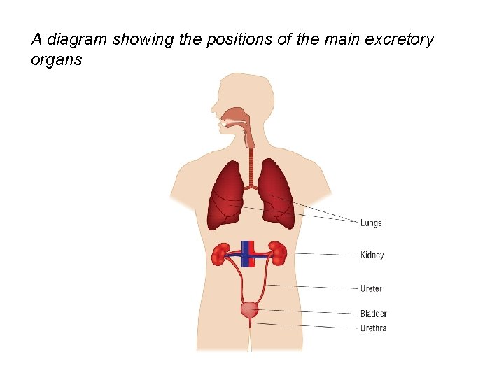 A diagram showing the positions of the main excretory organs 
