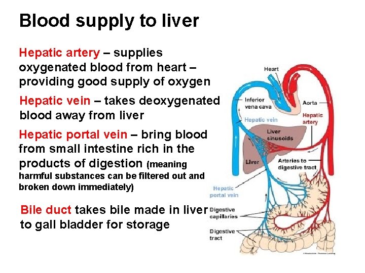 LIVER HISTOLOGY Prac Looking at liver slides STARTER