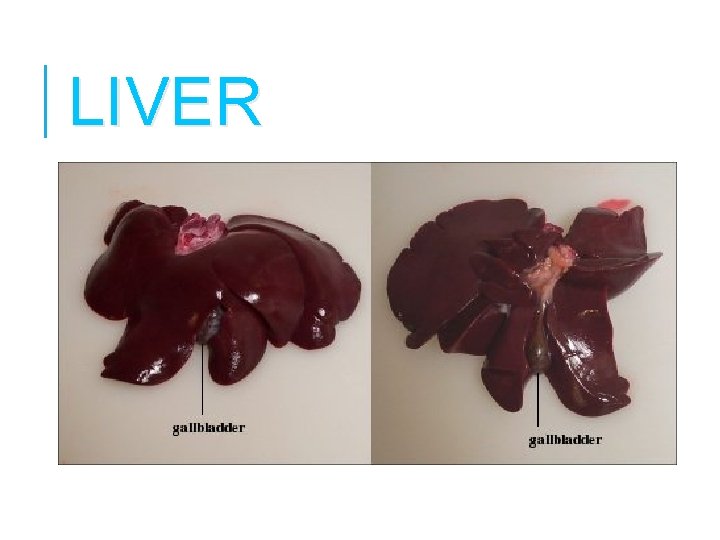 LIVER 