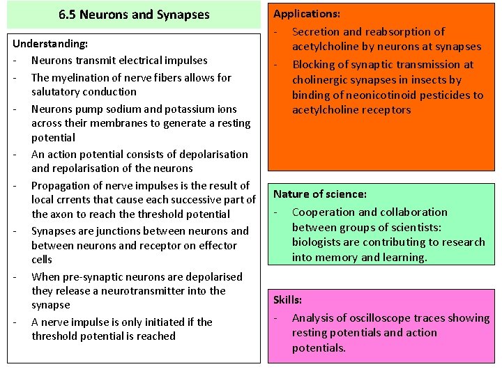 6. 5 Neurons and Synapses Understanding: - Neurons transmit electrical impulses - The myelination