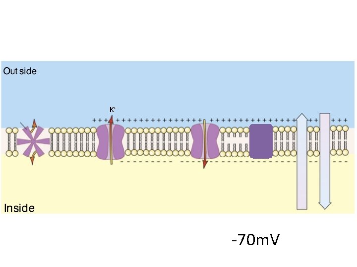 K+ -70 m. V 