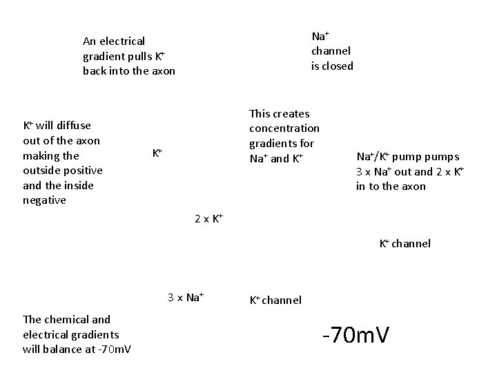 Na+ channel is closed An electrical gradient pulls K+ back into the axon will