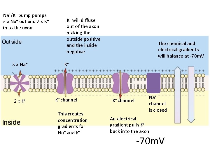 Na+/K+ pumps 3 x Na+ out and 2 x K+ in to the axon