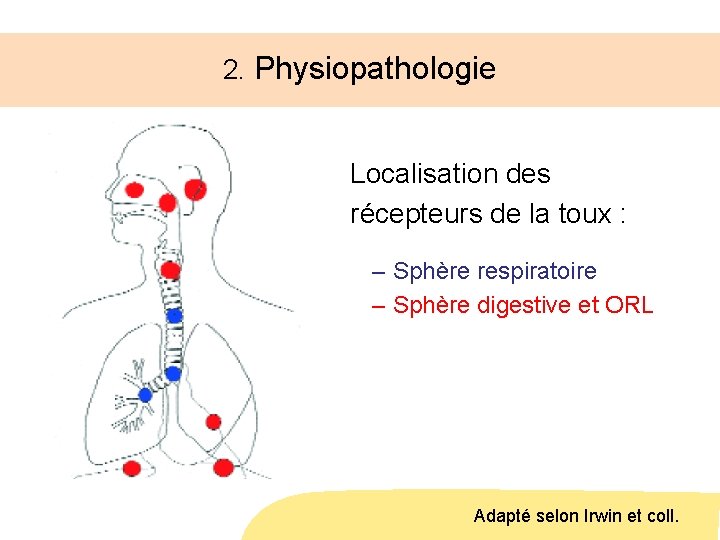 2. Physiopathologie Localisation des récepteurs de la toux : – Sphère respiratoire – Sphère