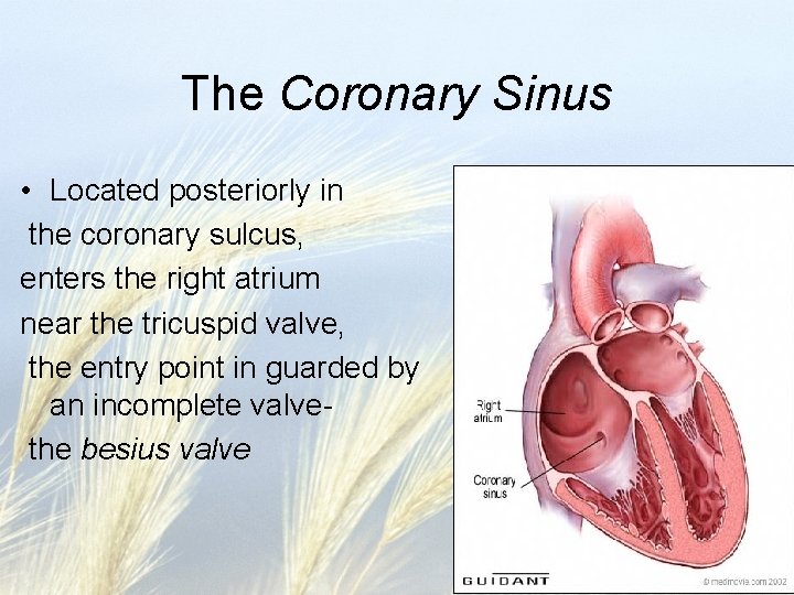 The Coronary Sinus • Located posteriorly in the coronary sulcus, enters the right atrium