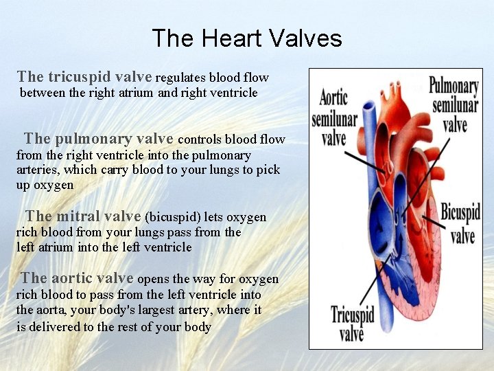 The Heart Valves The tricuspid valve regulates blood flow between the right atrium and