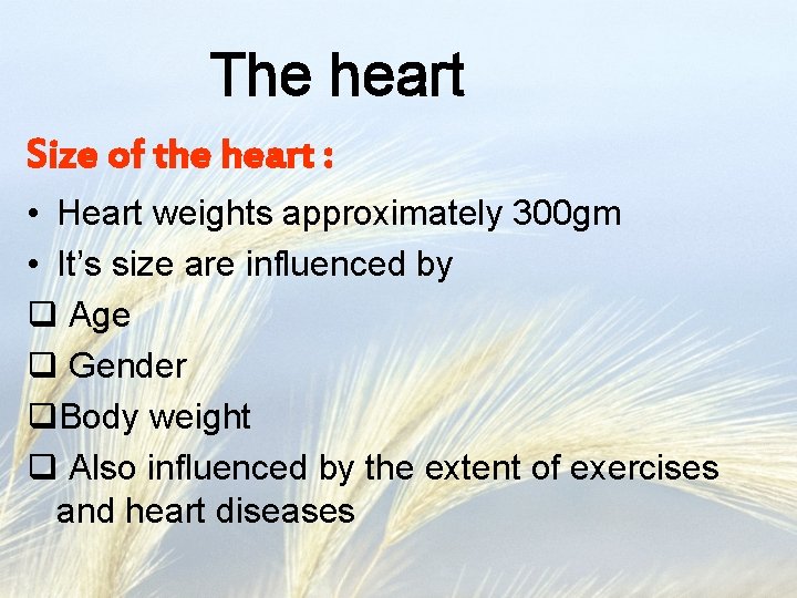 The heart Size of the heart : • Heart weights approximately 300 gm •