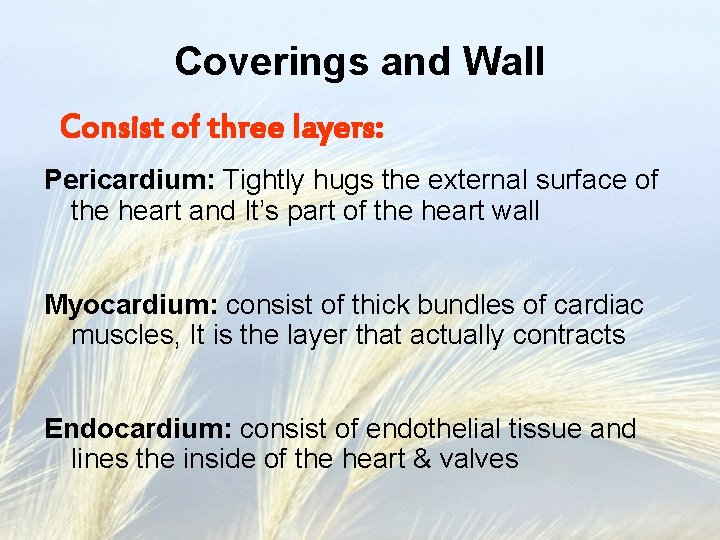 Coverings and Wall Consist of three layers: Pericardium: Tightly hugs the external surface of