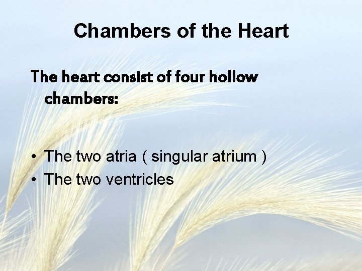 Chambers of the Heart The heart consist of four hollow chambers: • The two