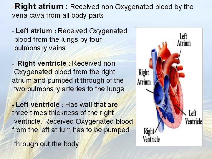 -Right atrium : Received non Oxygenated blood by the vena cava from all body