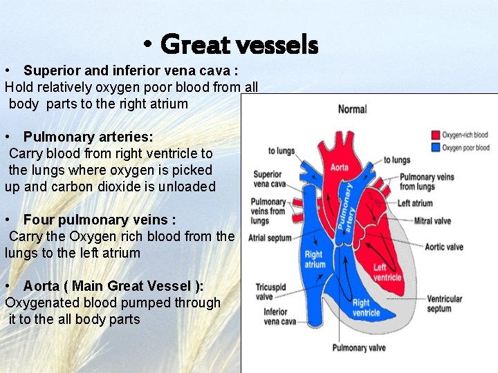  • Great vessels • Superior and inferior vena cava : Hold relatively oxygen