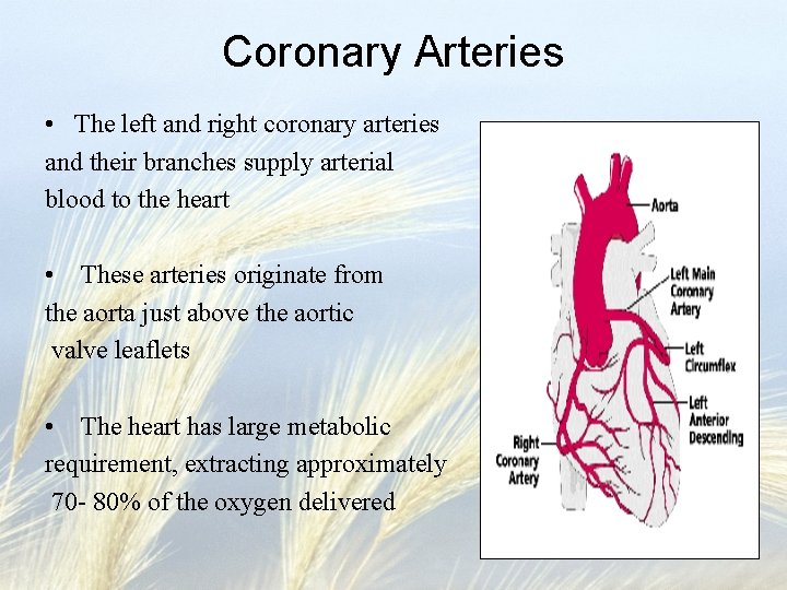 Coronary Arteries • The left and right coronary arteries and their branches supply arterial