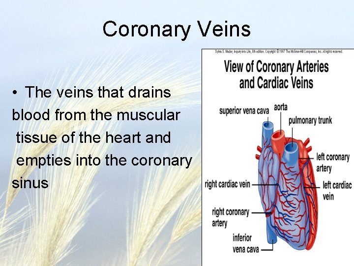 Coronary Veins • The veins that drains blood from the muscular tissue of the