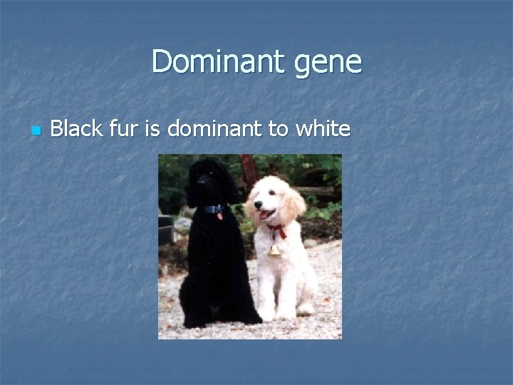 Dominant gene n Black fur is dominant to white 