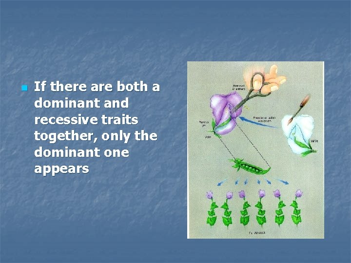 n If there are both a dominant and recessive traits together, only the dominant