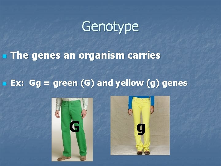 Genotype n The genes an organism carries n Ex: Gg = green (G) and