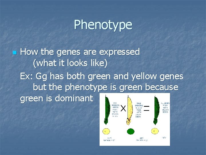 Phenotype n How the genes are expressed (what it looks like) Ex: Gg has