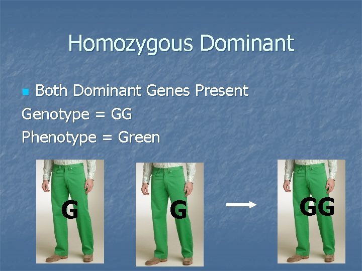 Homozygous Dominant Both Dominant Genes Present Genotype = GG Phenotype = Green n G