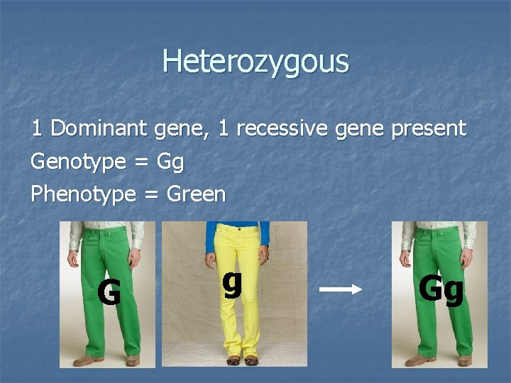 Heterozygous 1 Dominant gene, 1 recessive gene present Genotype = Gg Phenotype = Green