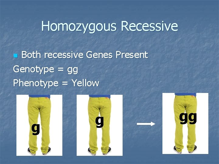 Homozygous Recessive Both recessive Genes Present Genotype = gg Phenotype = Yellow n g