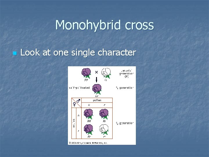 Monohybrid cross n Look at one single character 