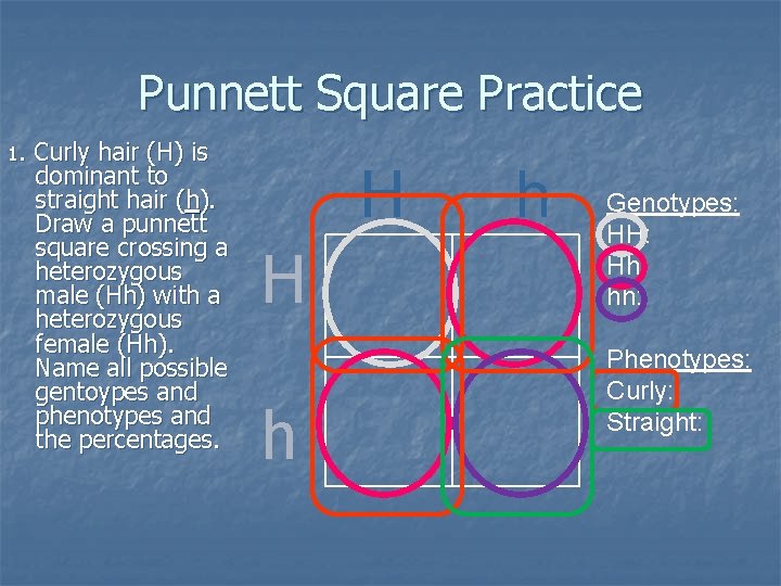 Punnett Square Practice 1. Curly hair (H) is dominant to straight hair (h). Draw