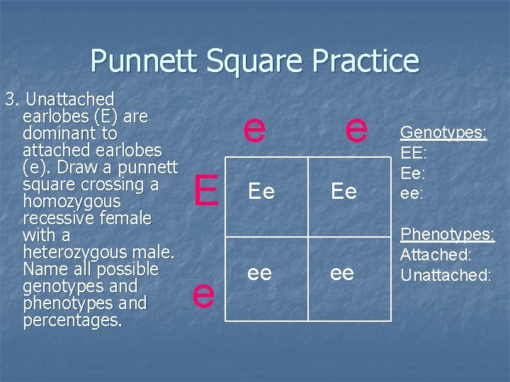 Punnett Square Practice 3. Unattached earlobes (E) are dominant to attached earlobes (e). Draw