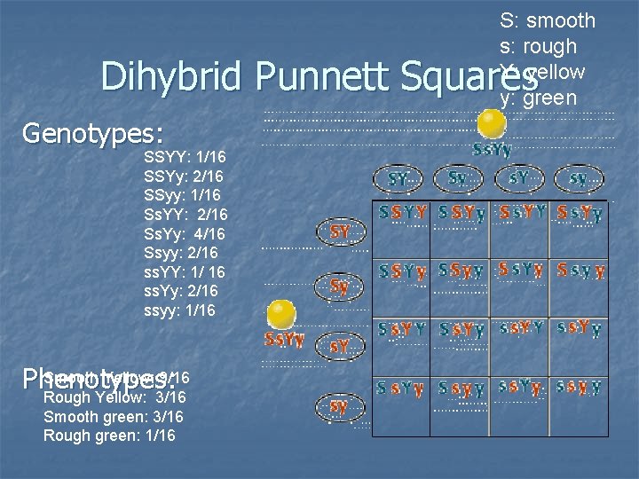 S: smooth s: rough Y: yellow y: green Dihybrid Punnett Squares Genotypes: SSYY: 1/16