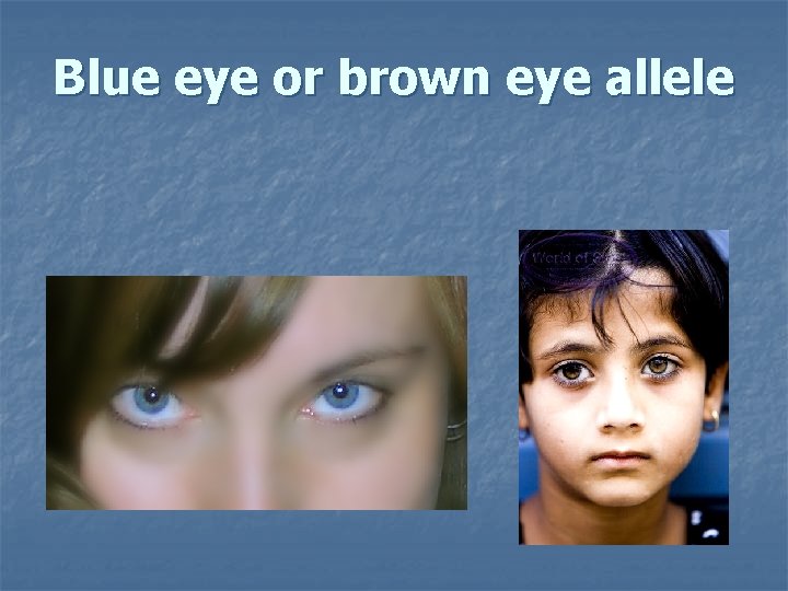 Blue eye or brown eye allele 