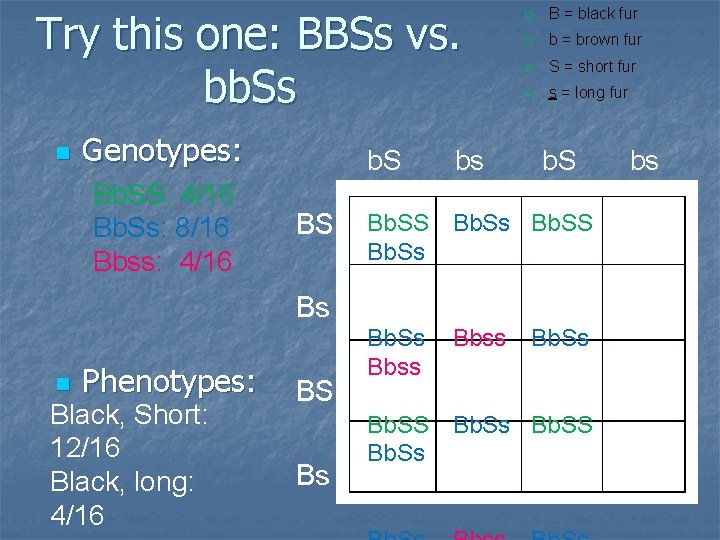 Try this one: BBSs vs. bb. Ss n Genotypes: Bb. SS: 4/16 Bb. Ss: